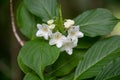 Old-fashioned Weigela florida alba, white, tubular inflorescence